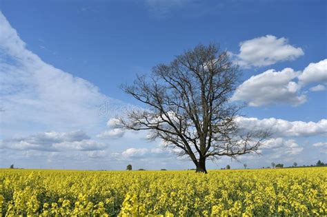 534 Nice Rapeseed Photos Free And Royalty Free Stock