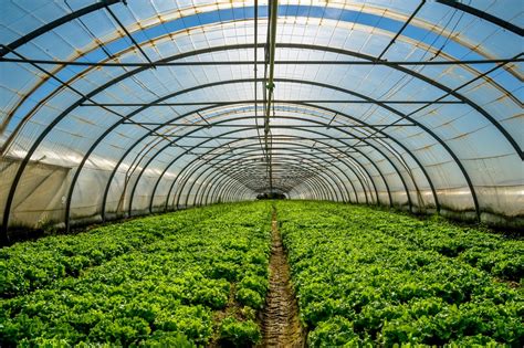 Horticultural Terms For Vegetable Growers Ecofarming Daily
