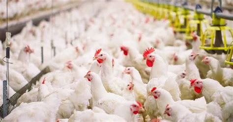 Kandang ayam adalah resto yang menyediakan kuliner serba ayam, yang berpusat di kota bandung. Lowongan Kerja CV. Mitra Surya Jaya Pekanbaru - Karir Riau