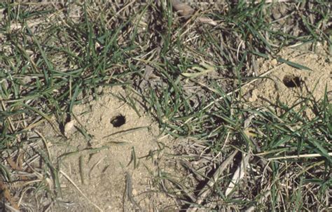 Bald faced hornet nest elimination & removal courtesy of the professionals at paramount pest management! How To Deal With Wasp Nest In Ground | Mice