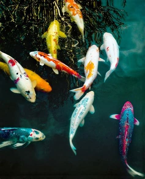 El Pez Koi Fish My Back Yard Pond Peces De Mar Animales Y Fotos De