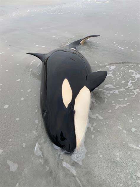 Killer Whale Rescued After Getting Stranded On Remote Scottish Beach