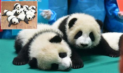 Giant Panda Cubs Are Shown To Public At Giant Panda Breeding In China