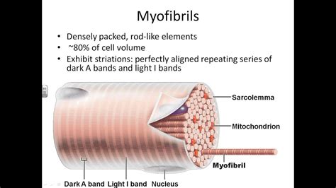 Dr. Parker's Chapter 9-Anatomy of Muscle Tissue - YouTube