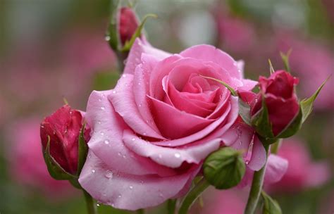 Most Beautiful Rose Flower Pictures Beautiful And Romantic Rose Flowers Pictures Youtube