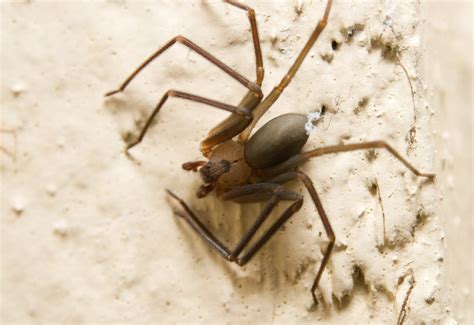 Mediterranean Recluse Brown Spider Biological Science Picture