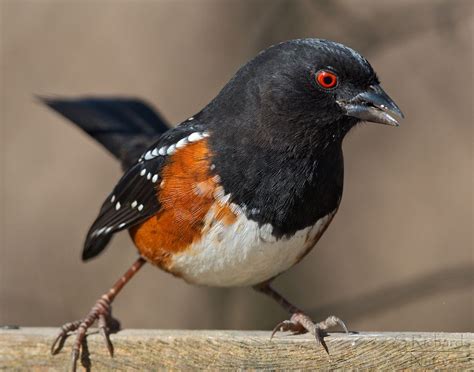 A Small Black And Orange Bird Sitting On Top Of A Wooden Fence Post