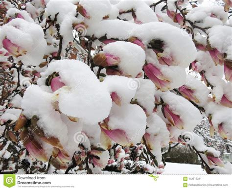 Heavy Wet Snow And Frozen Magnolia Blossoms Stock Image Image Of