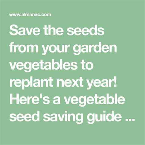 Save The Seeds From Your Garden Vegetables To Replant Next Year Heres
