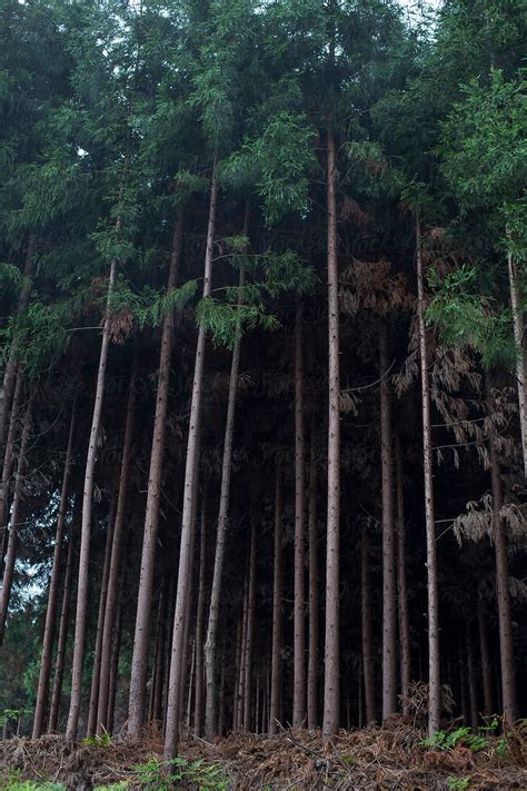 Pine Tree Woods By Stocksy Contributor Bo Bo Stocksy