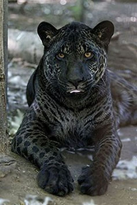 Jag Lions Jaguars Lions Hybrid Rarest Animal In The World
