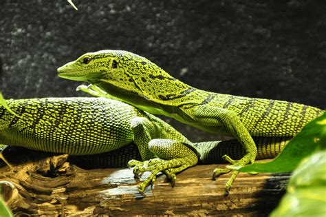 Types Of Pet Lizards