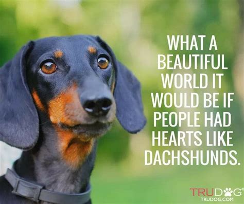 Pin By Yvonne Batten On Dachshunds Quotes Proverbs Blessings