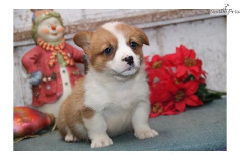 Schnoodle pups for sale, soooo adorable. Pembroke Welsh Corgi Puppies For Sale | Madison, WI #268206
