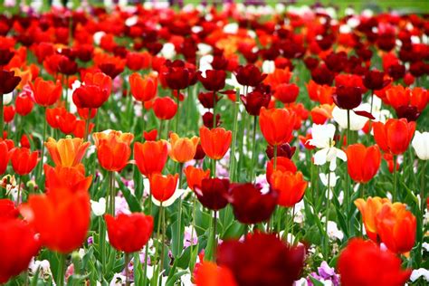 Hình ảnh Thực Vật Cánh Hoa Tulip Đỏ Hoa Tulip Thực Vật Có Hoa