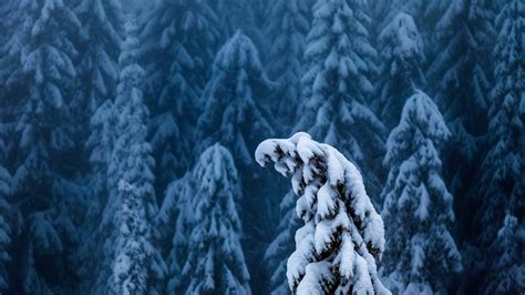 Wallpaper Landscape Forest Depth Of Field Nature Snow Winter