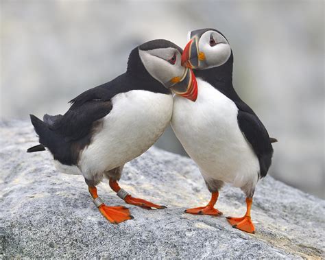 Pin On Puffins And Other Feathered Friends