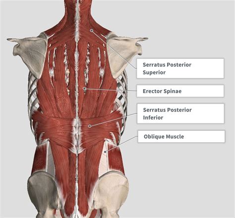 The other attachment of these muscles is usually considered to be either superior or inferior to the rib attachment. Posterior Rib Cage Muscles - Anatomytools Com Human ...