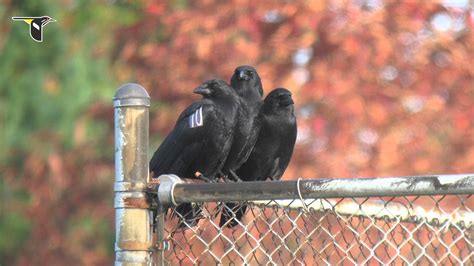 The Caw Vs Croak Inside The Calls Of Crows And Ravens Cornell Lab