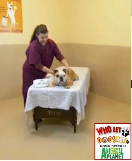 Wally Gets A Massage At The Dog Spa Who Let The Dogs Out Tv Show