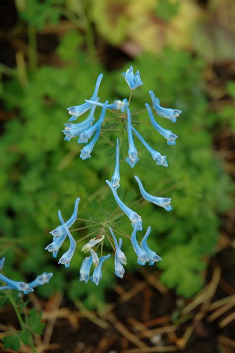 Corydalis Flexuosa Blue Panda Plants4home