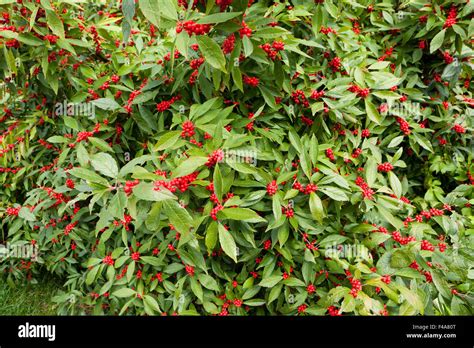 Winterberry Holly Ilex Verticillata Winter Red Shrub Leaves And