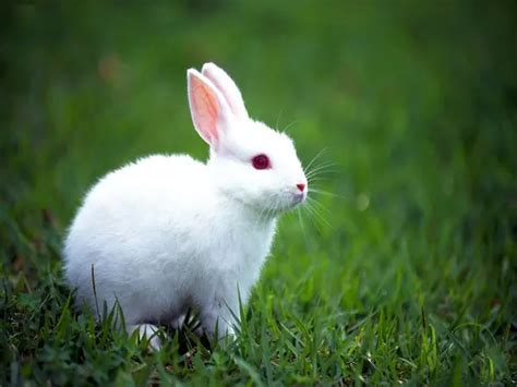 Most Beautiful Rabbit Breeds Petsfoto