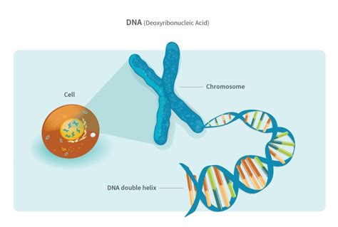 What Is Dna Ancestrydna® Learning Hub
