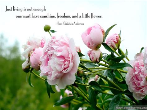 Pink means fickleness, white conveys a happy nature, and purple is often representing a first love. Quotes About Happiness And Flowers. QuotesGram