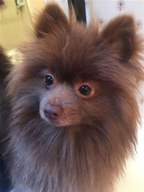 Chocolate Pomeranian Teddy Chocolate Pomeranian Pomeranian Puppy