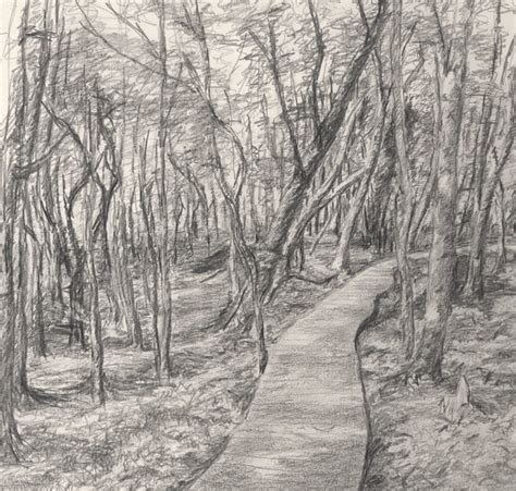 A Path Through The Woods This Drawing Has Been Done For Th Flickr