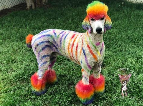 Gallery Rainbows Dog Dye Creative Grooming Hair Chalk Chinese