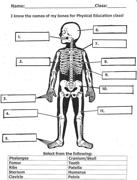 Skeleton Label Worksheet