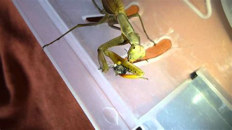 Mante Religieuse Mange Une Mouche Mantis Eating A Fly Youtube