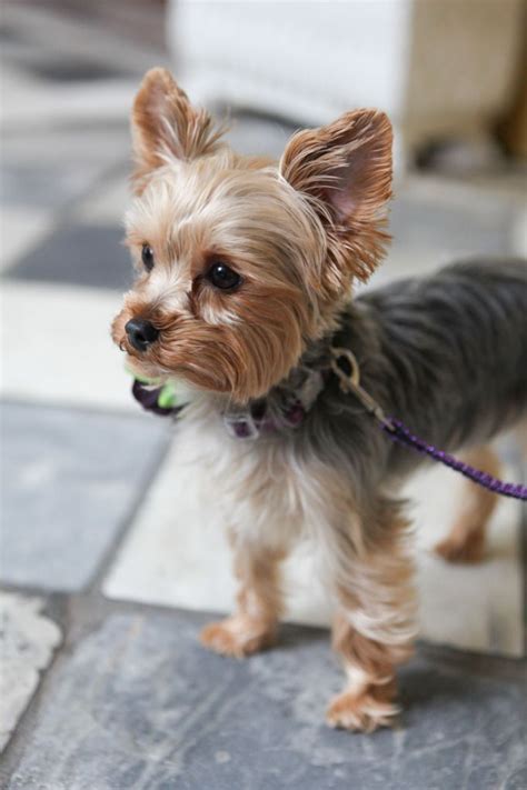 Our Favorites Of 2014 Pure Luxe Bride Yorkshire Terrier Puppies