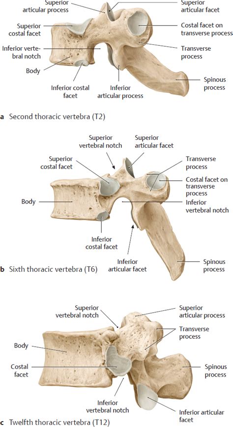 Bones Ligaments And Joints Basicmedical Key