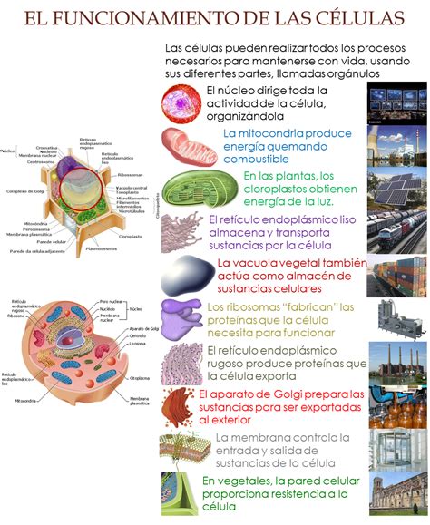 Biología Y Geología 2º Eso Características Generales De Los Seres