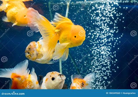 Most Beautiful Goldfish