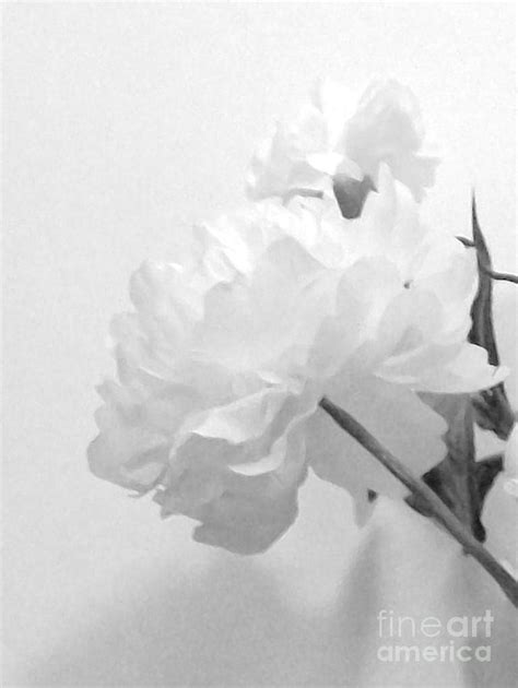 White Petals Photograph By Marsha Heiken Fine Art America