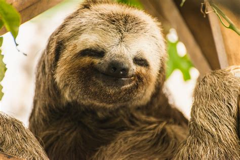 Happy Sloth Co Saving Sloths With T Shirts And Apparel