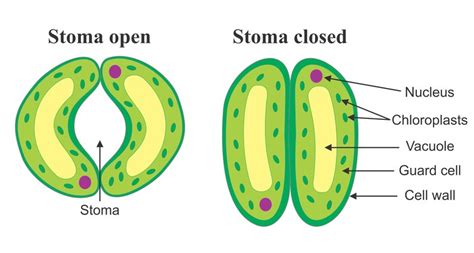 Biology Champ Opening And Closing Of Stomata