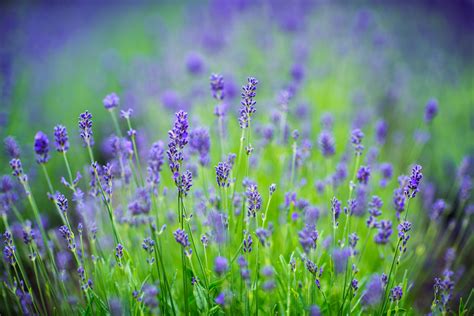 We did not find results for: Purple petaled flowers during daytime, stockholm HD ...