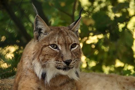 Free Photo Lynx Animal Cat Wildcat Free Image On Pixabay 414730