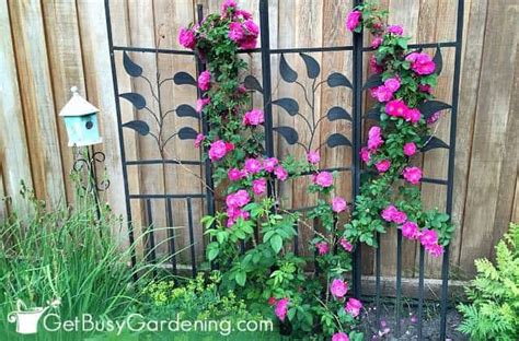Growing climbing hydrangeas is easy. 20 Excellent Trellis Plants For Your Garden - Get Busy ...