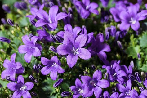 These tiny beauties flower profusely until first frost, brightening beds, borders, and hanging baskets even in part shade. 15 Perennials that Grow in Zone 4 - Garden Lovers Club
