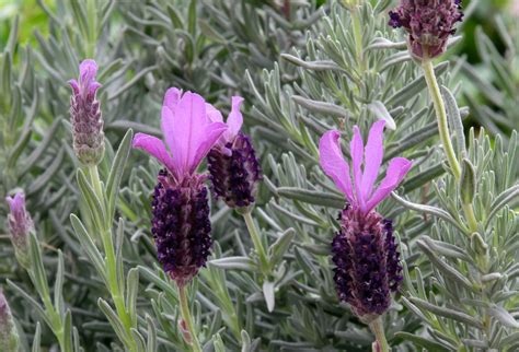 Different Types Of Lavender And Other Varieties Plantsnap