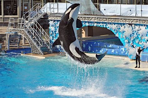 Stocks In The Tank So Seaworld Promises Bigger Pools For The Curious