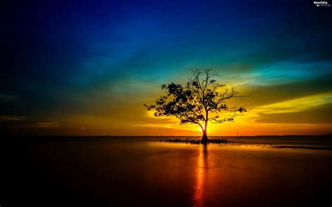 Great Sunsets Trees Beautiful Views Wallpapers 2560x1600