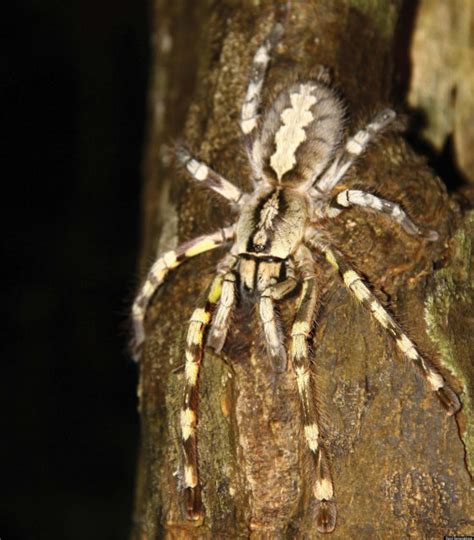 Giant Tarantula Discovered Venomous Sri Lankan Spider Threatened By