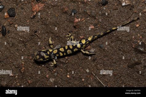 Adult Male Between The Barred Tiger Salamander Ambystoma Mavortium